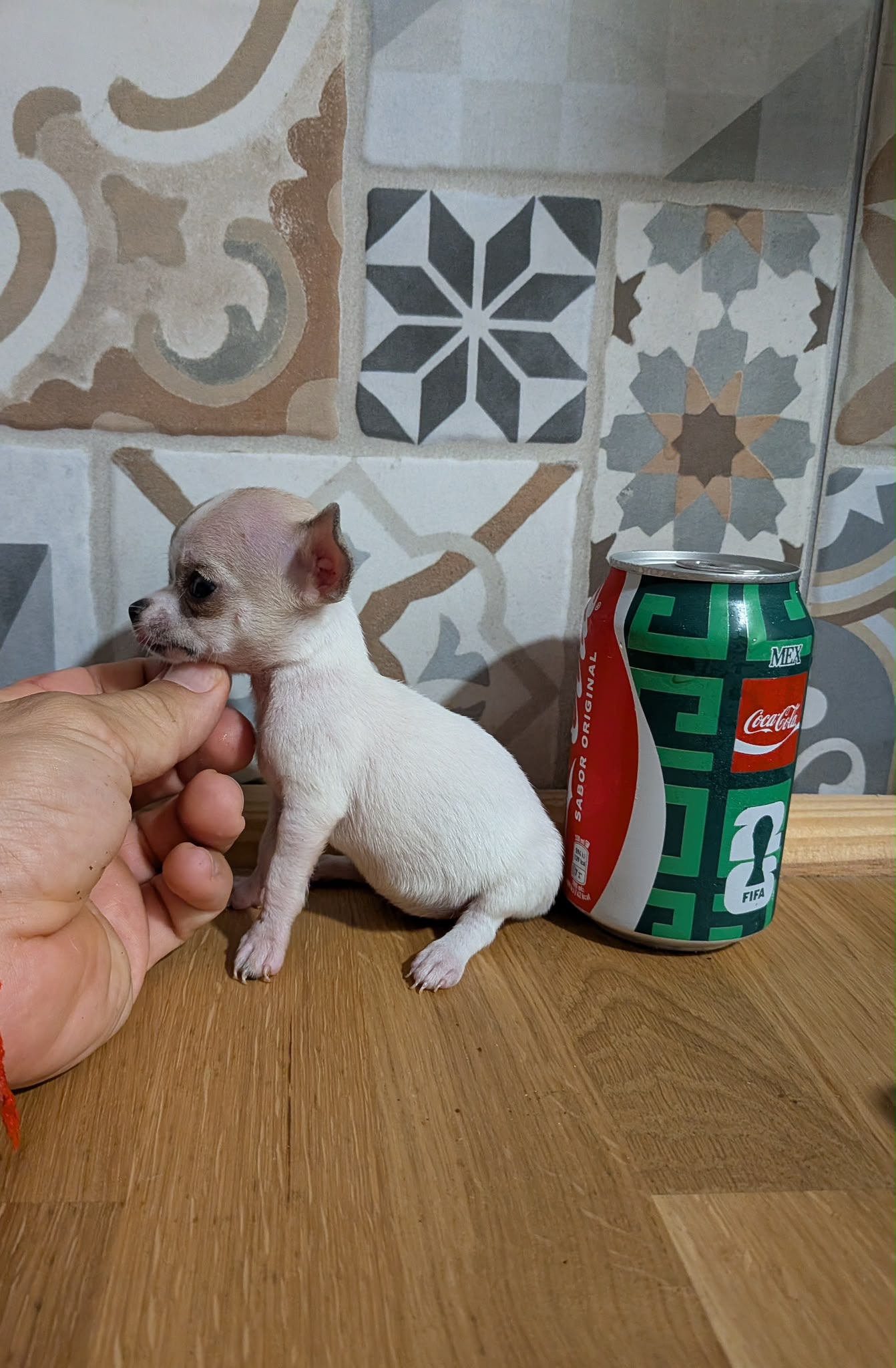 Foto de Milcachorros.es Milcachorros milcachorros