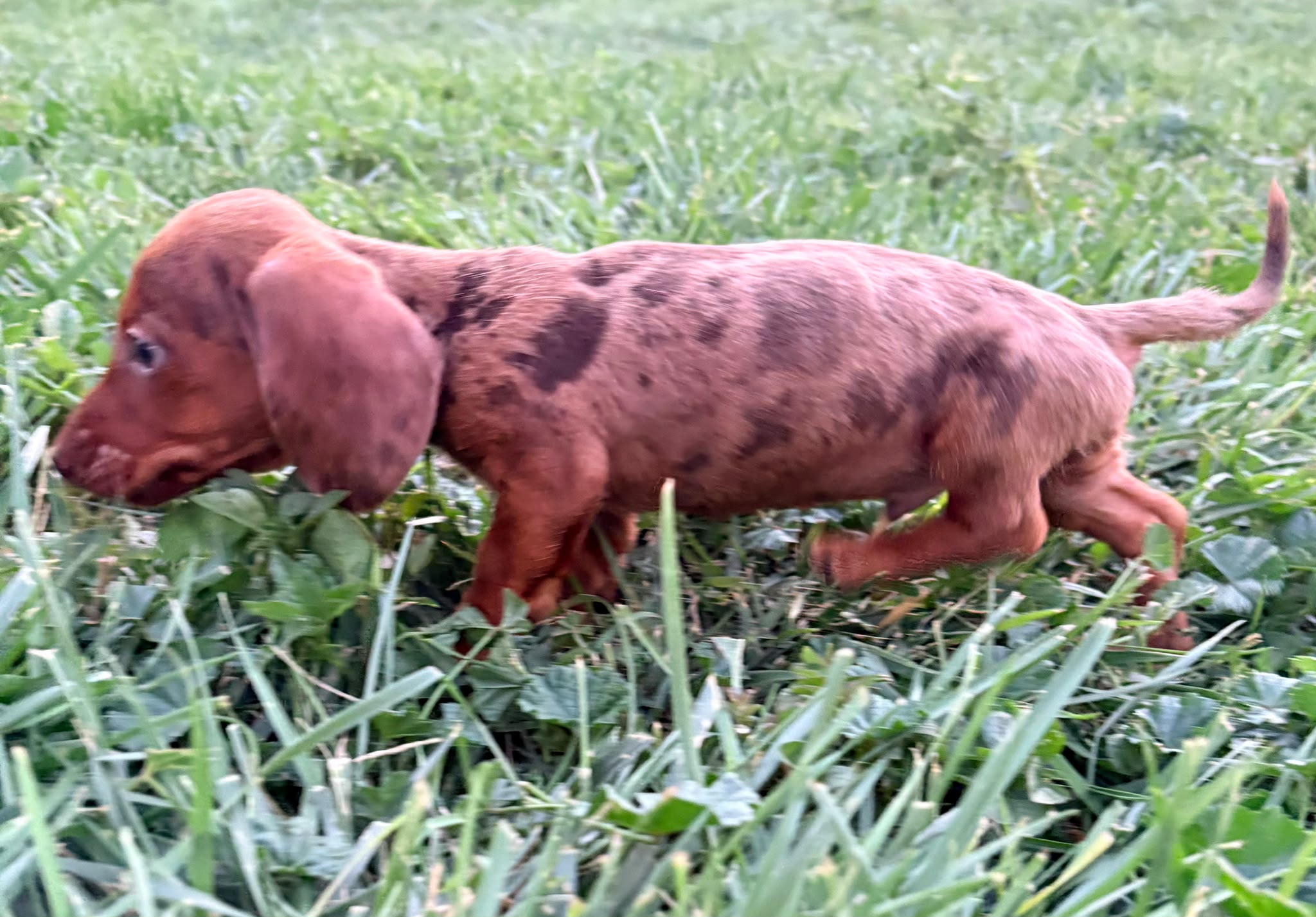 Foto de Milcachorros.es Milcachorros milcachorros