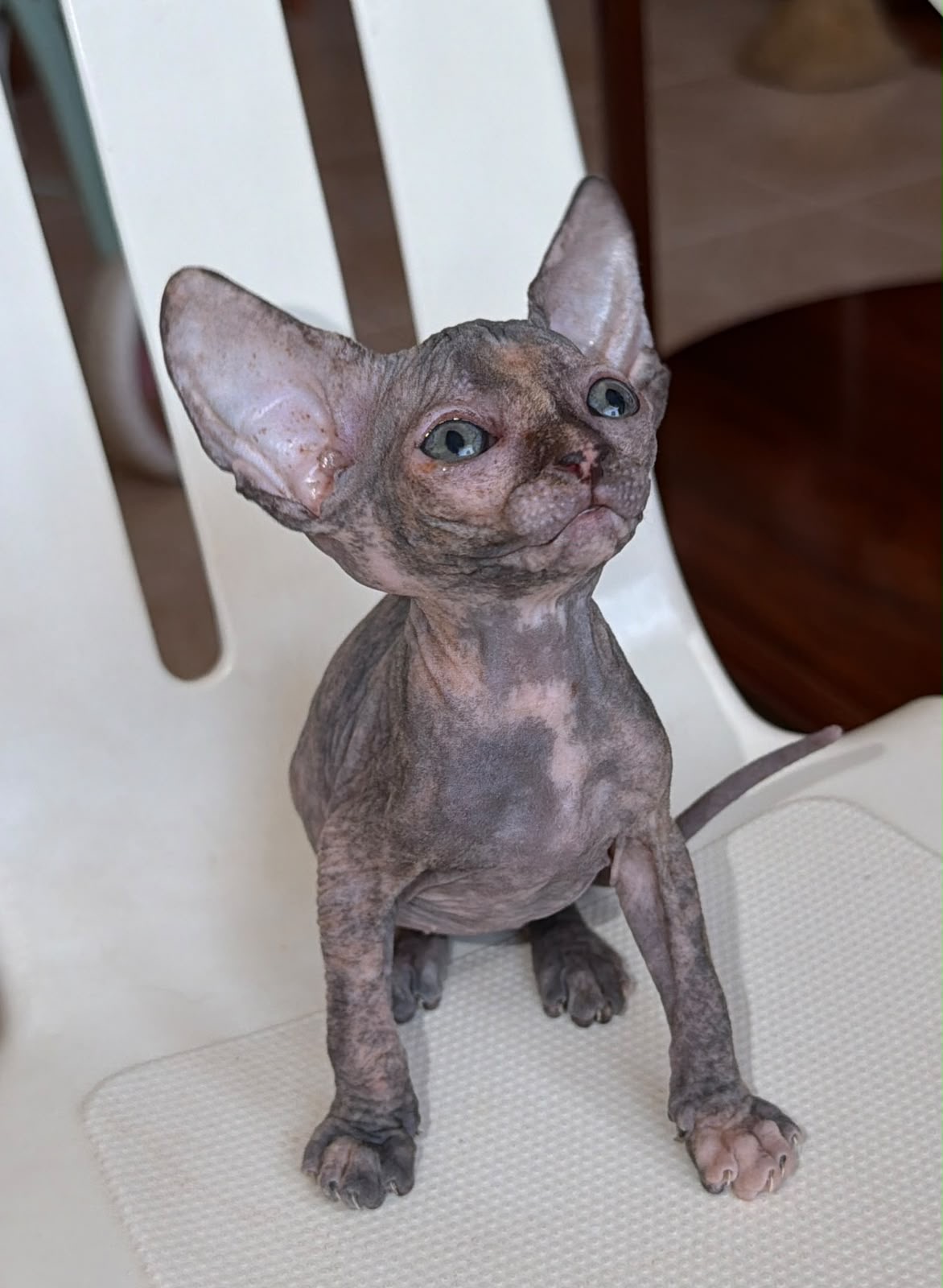 Foto de Oropoms pom