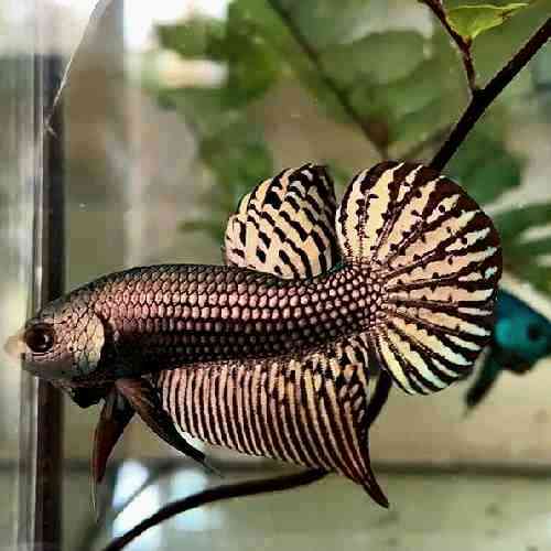 Betta alien cooper