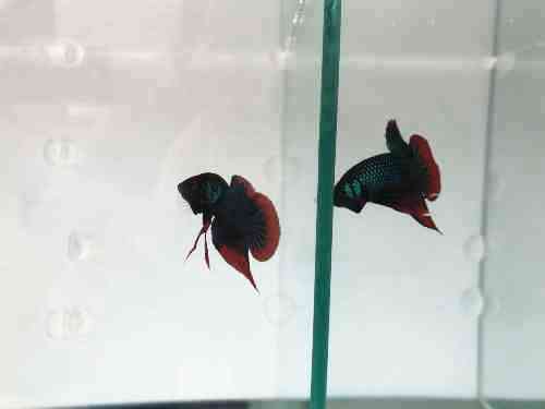 Regalo Betta salvaje