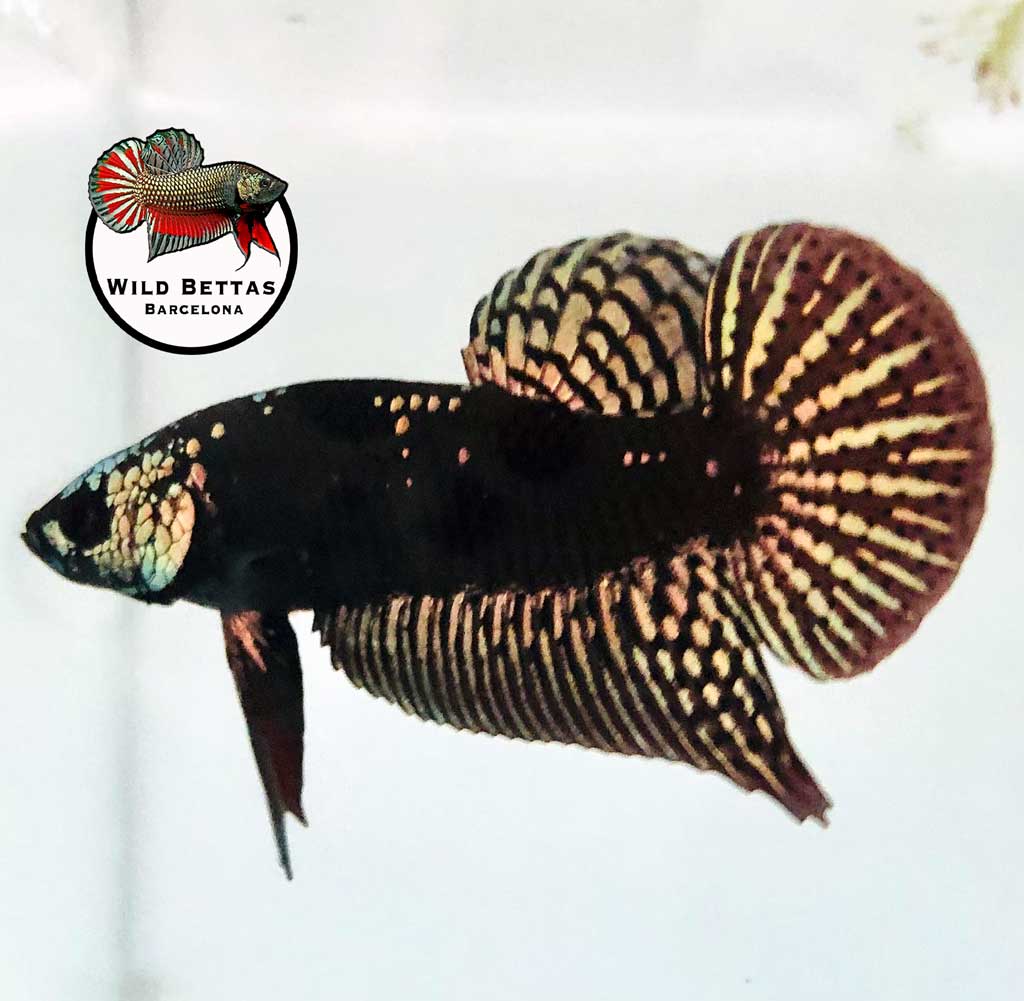 Alien cooper