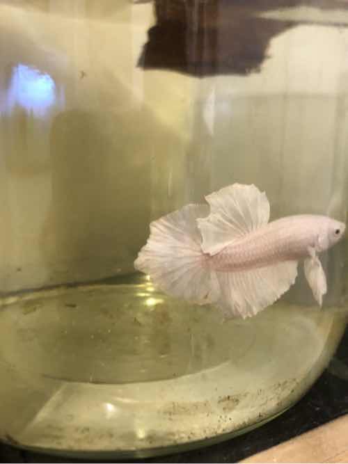 Betta pk Blancos