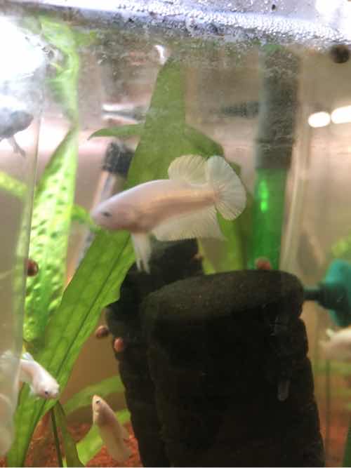 Betta Hmpk