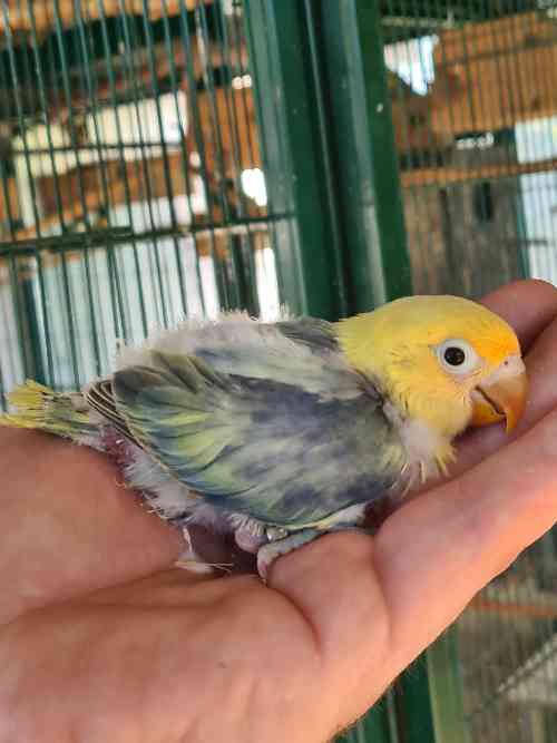 agapornis papilleros