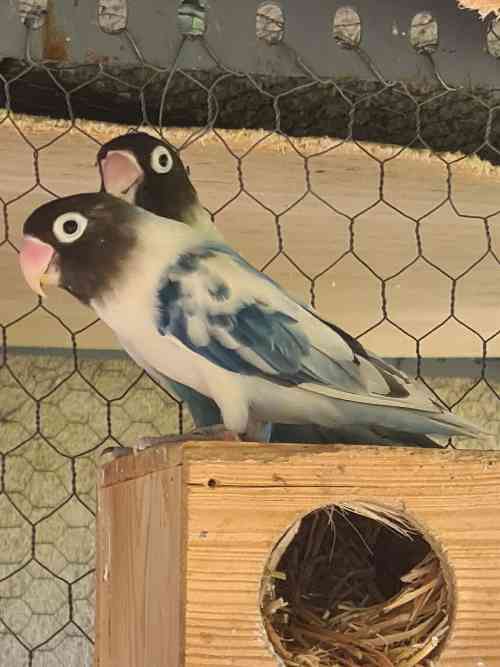 agapornis personatas