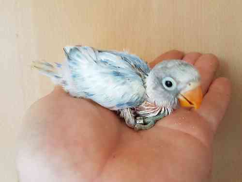 Agapornis papilleros