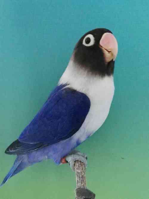 Agapornis