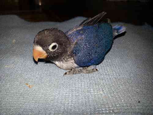 Agapornis papilleros