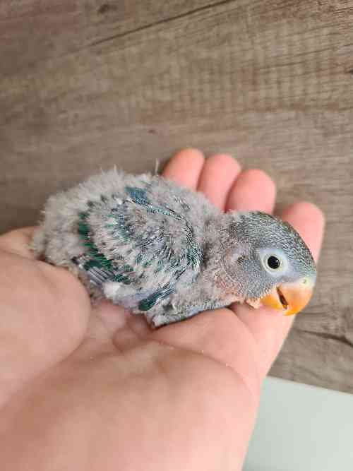 AGAPORNIS PAPILLEROS