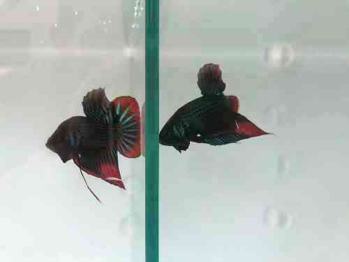 Betta