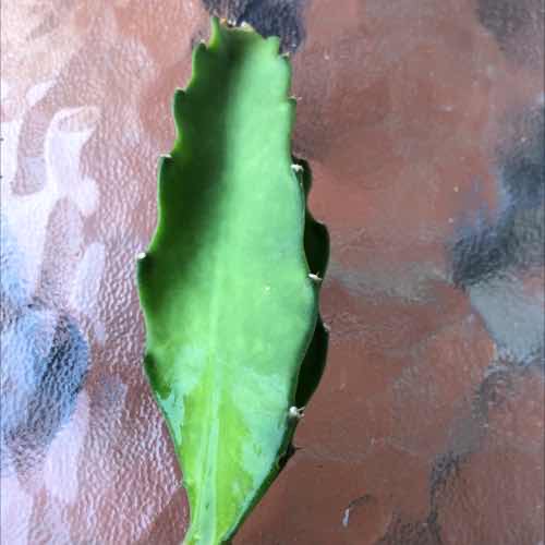 Pitahaya