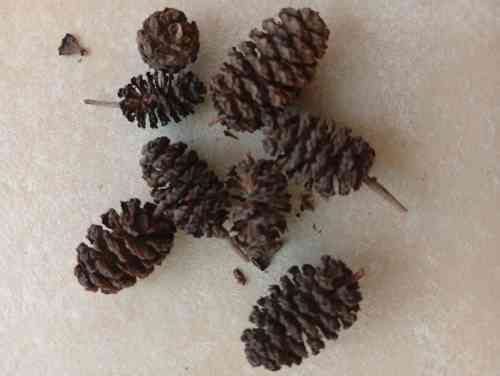 Piñas de aliso
