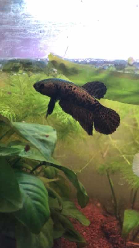 Betta halfmoon