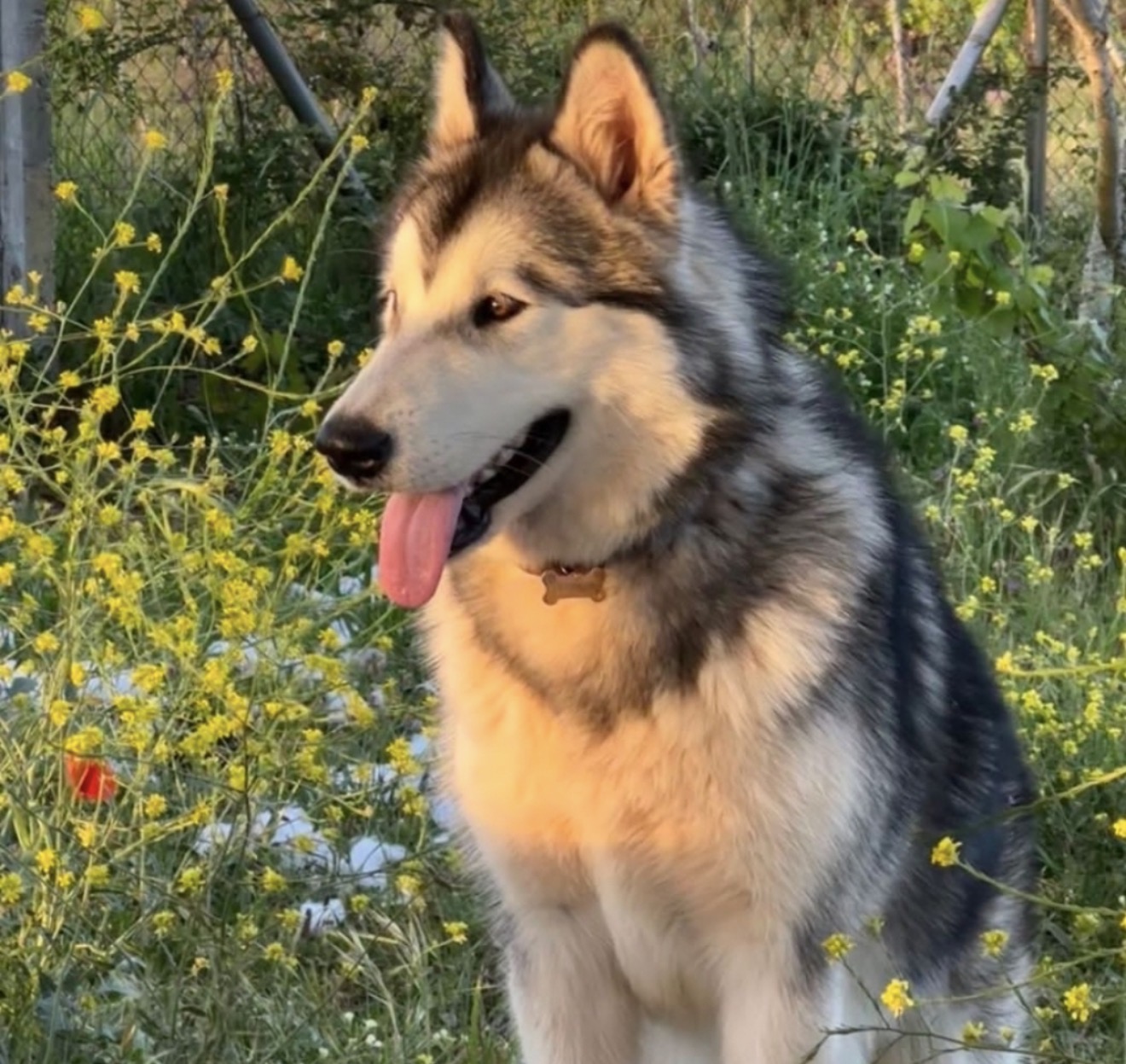 REGALO ALASKAN MALAMUTE