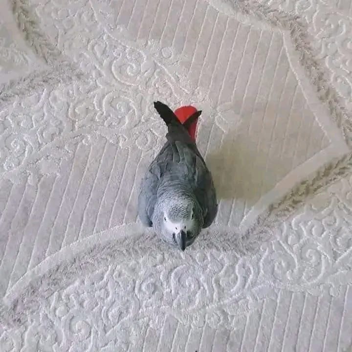 loros gris africanos para