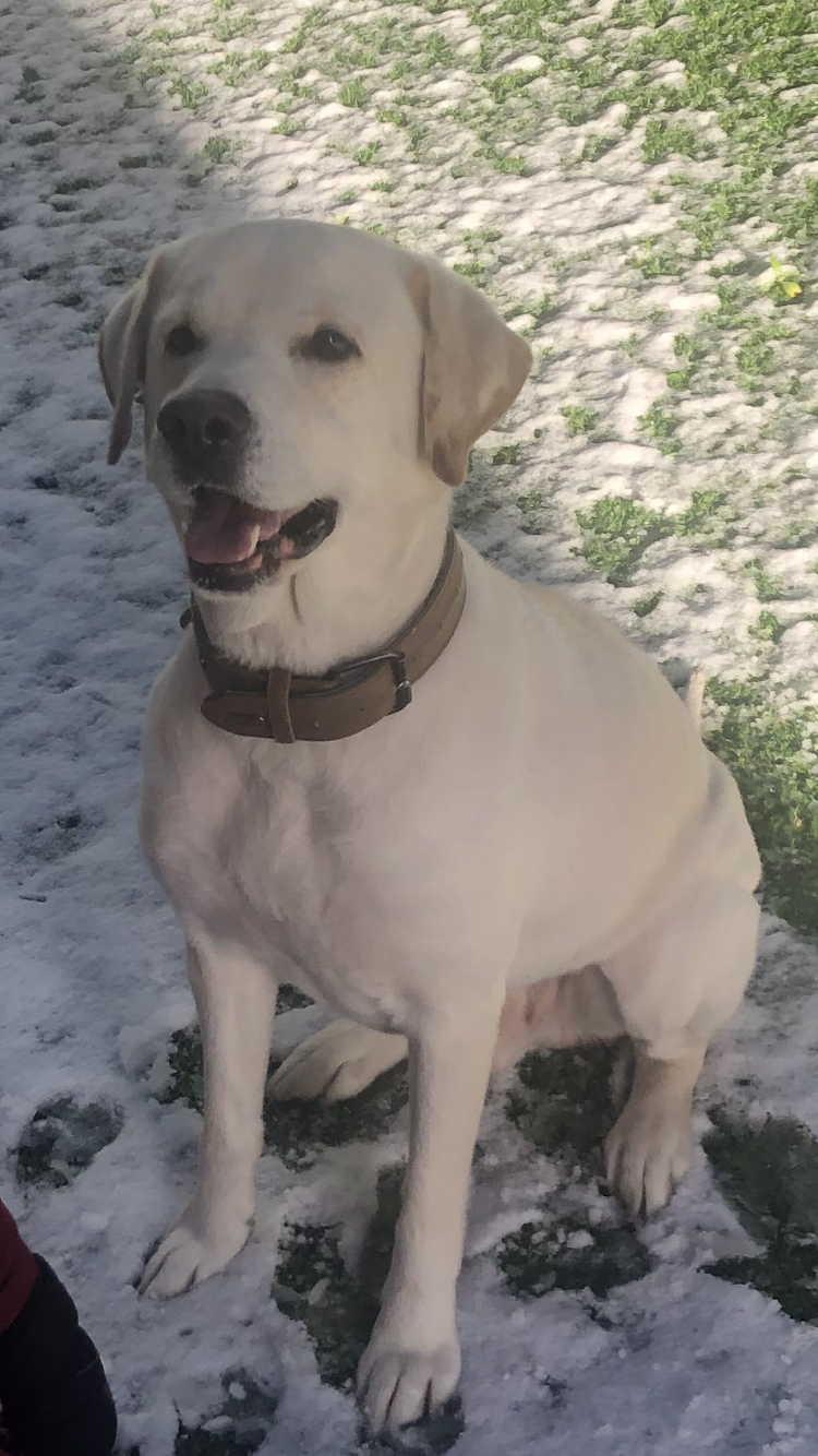 Labrador macho