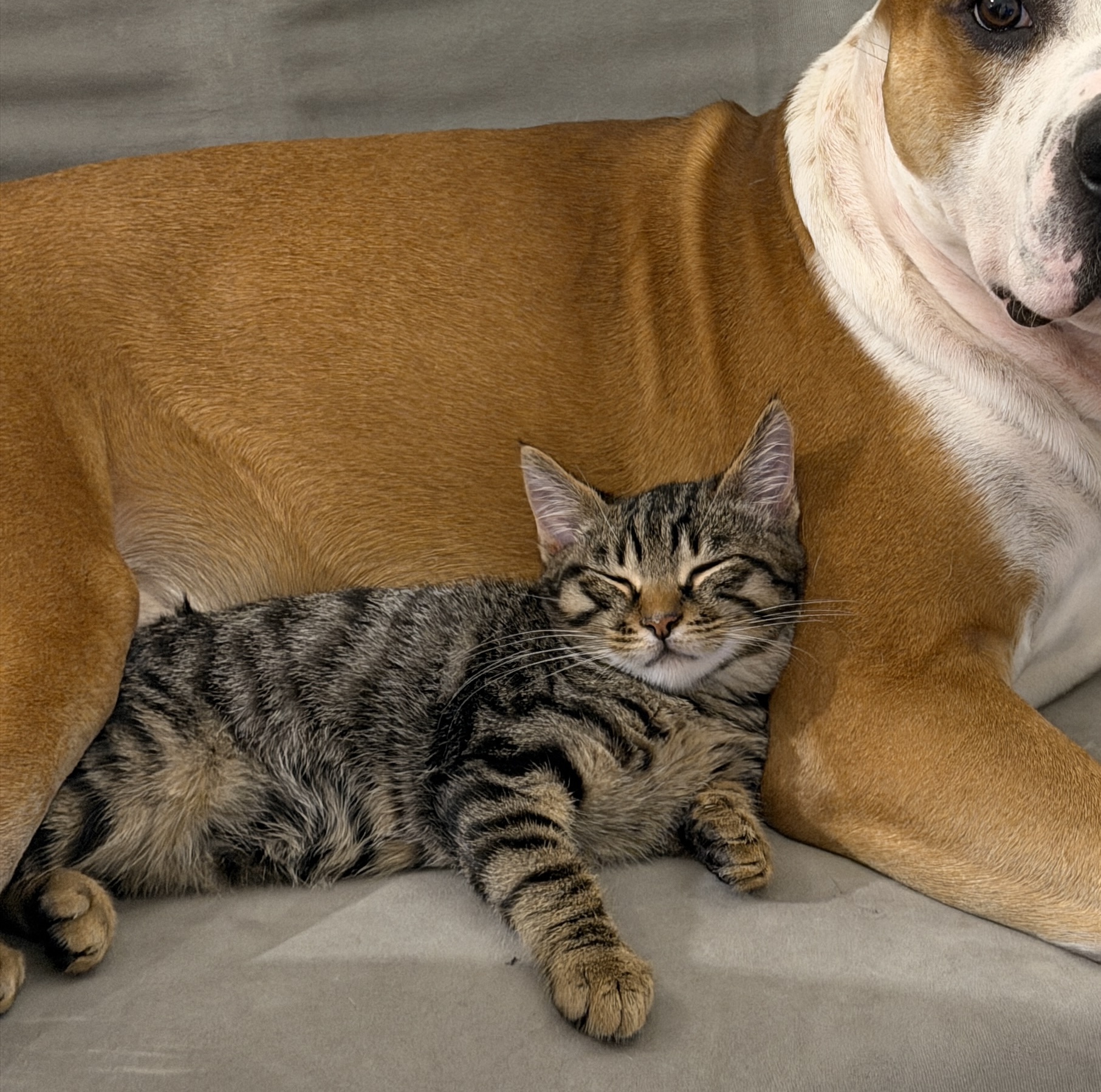 Dos gatitos en adopción -