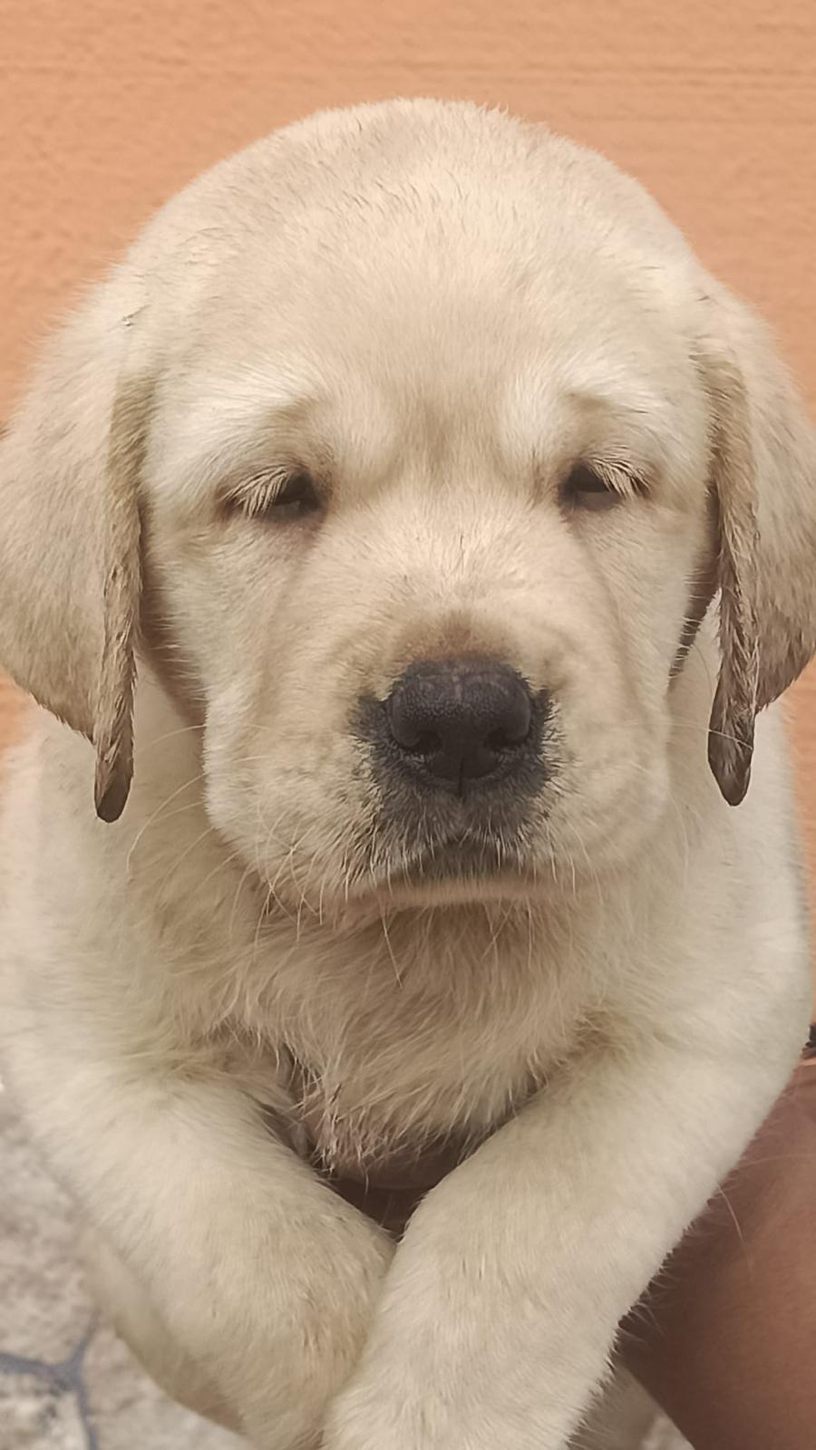 Camada Labrador Retrieve