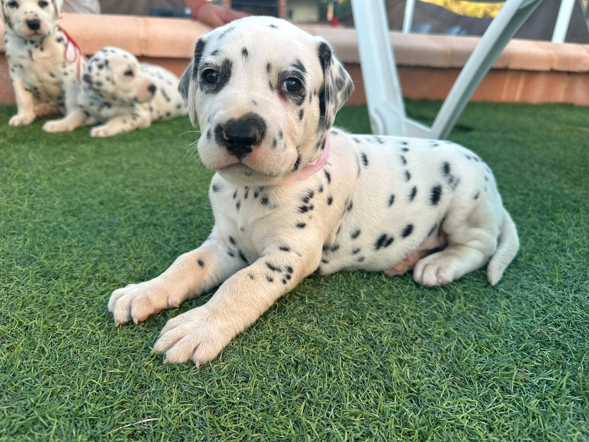 Preciosos Cachorros Dálma
