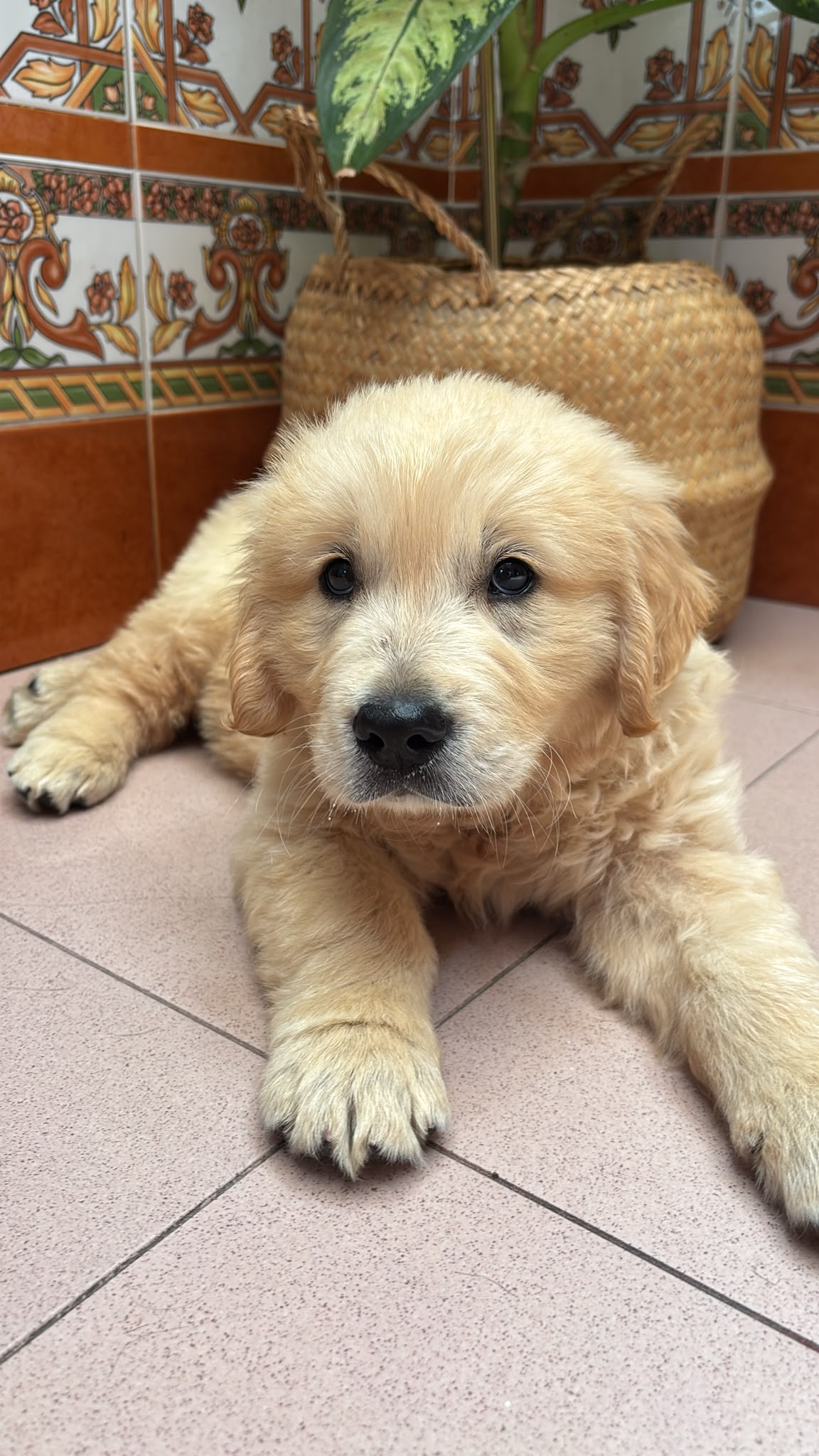 Camada Golden Retriever