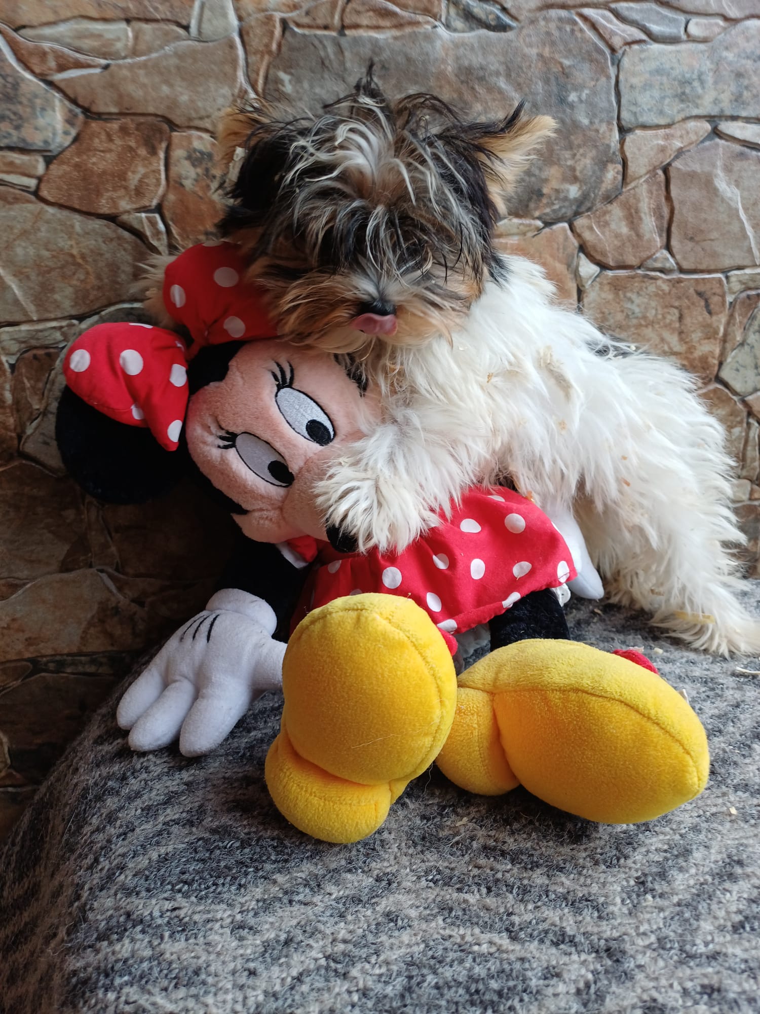 Camada Biewer Terrier Pur