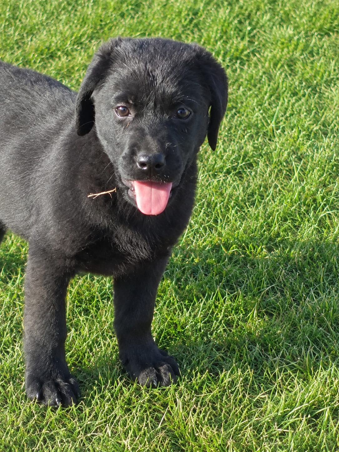 Preciosa Cachorra Labrado