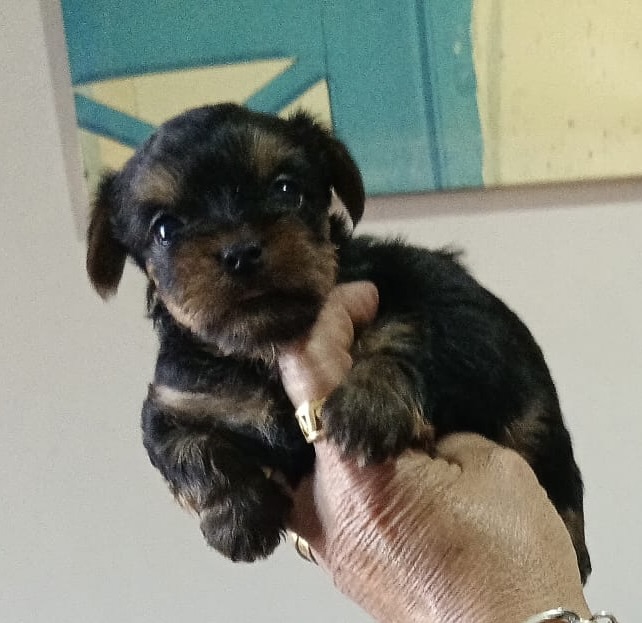Preciosos Cachorros Yorks