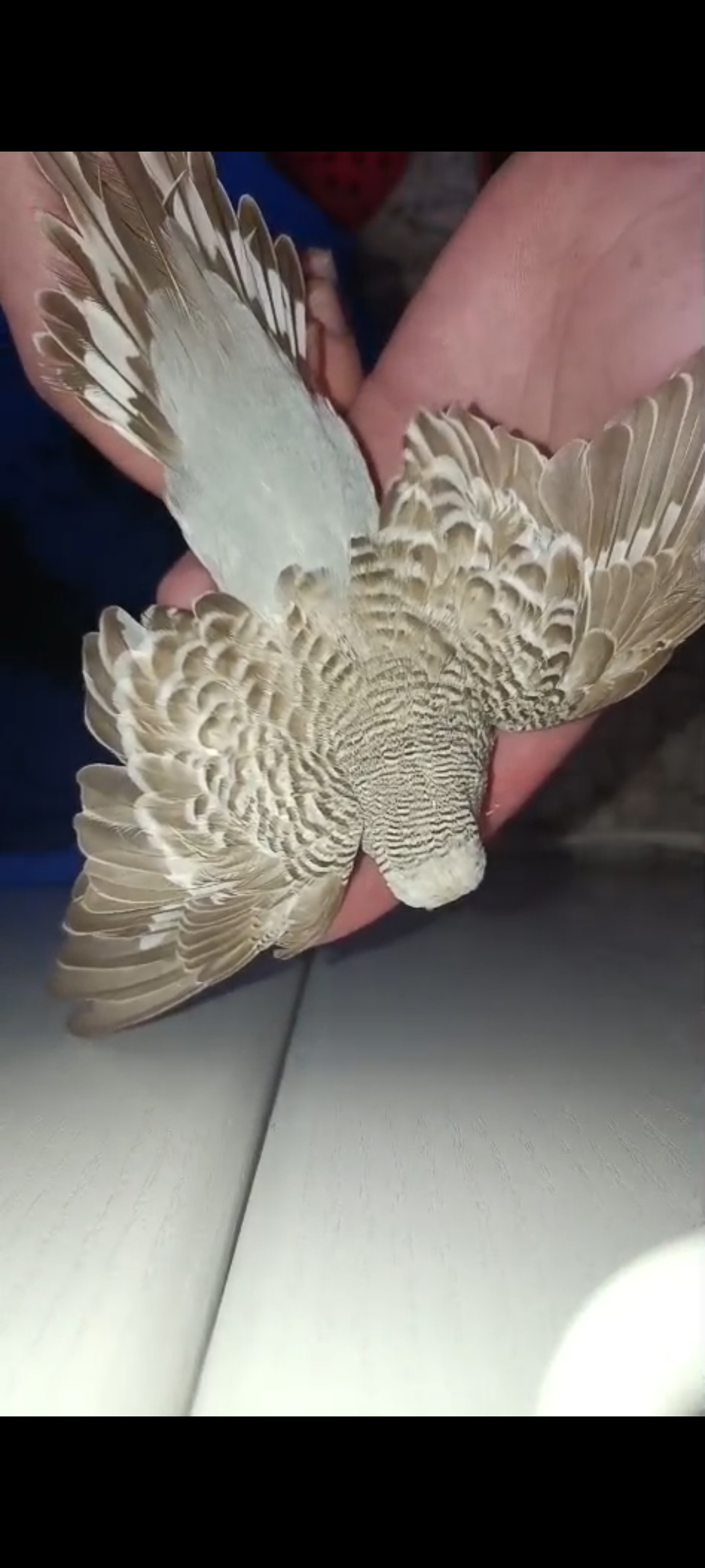 Periquita pseuda gris ala