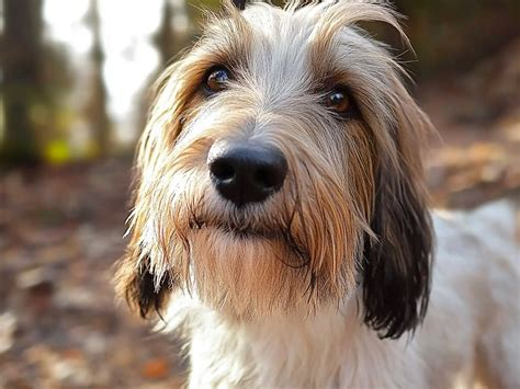 BUSCO ADOPTAR UN PERRITO