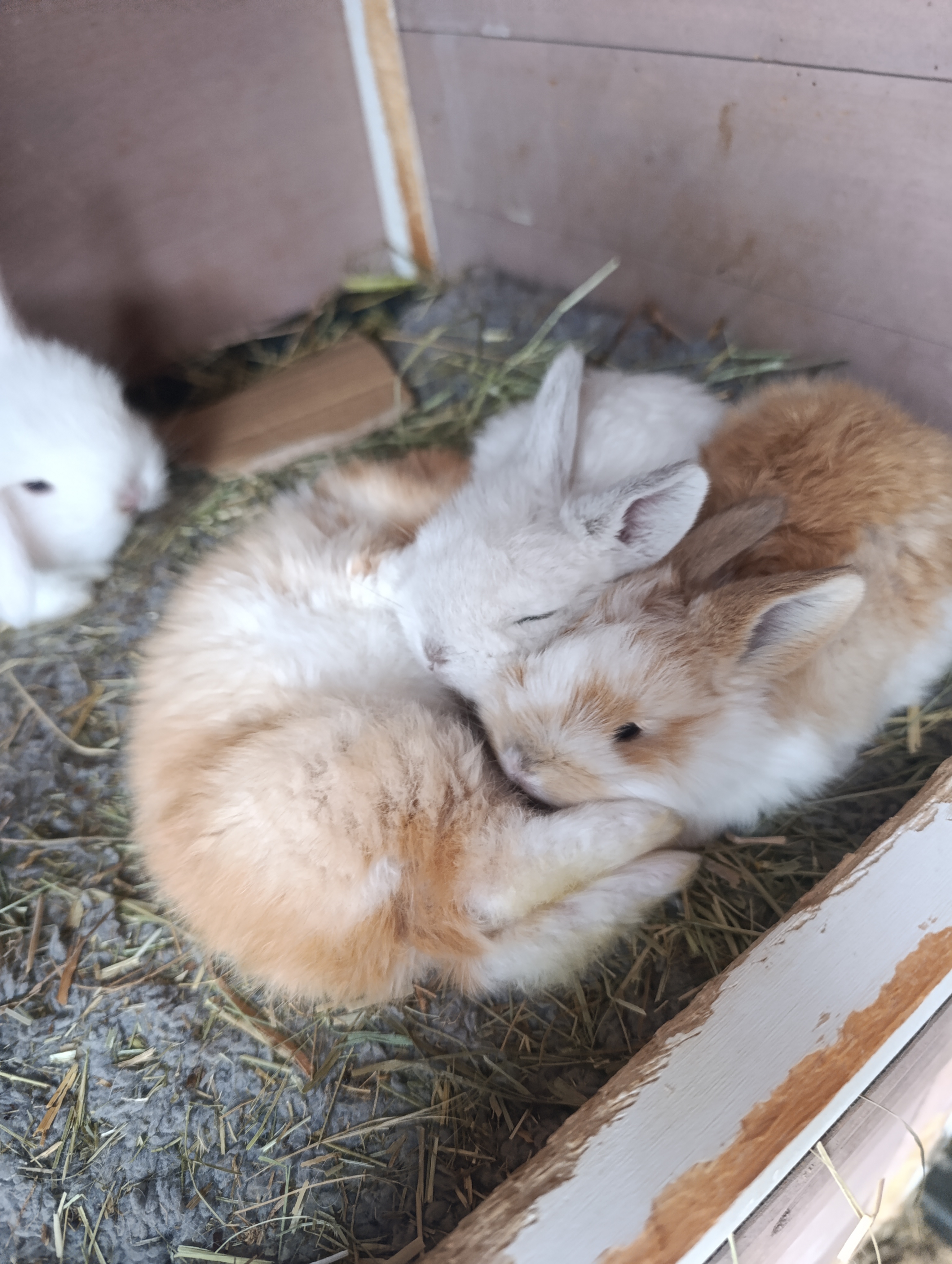 Conejo mini lop belier