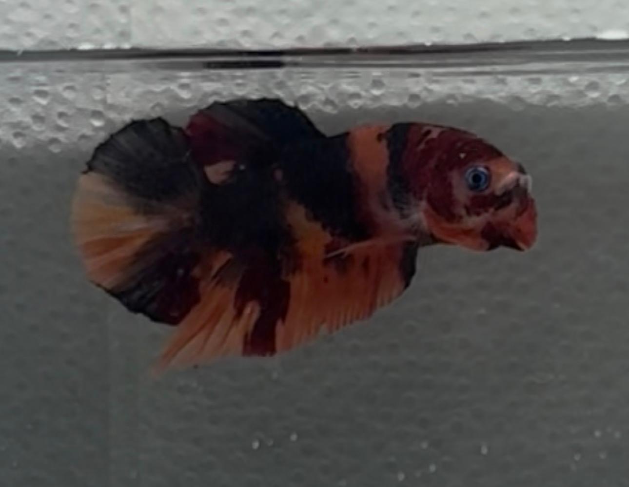 Bettas HMPK multicolor