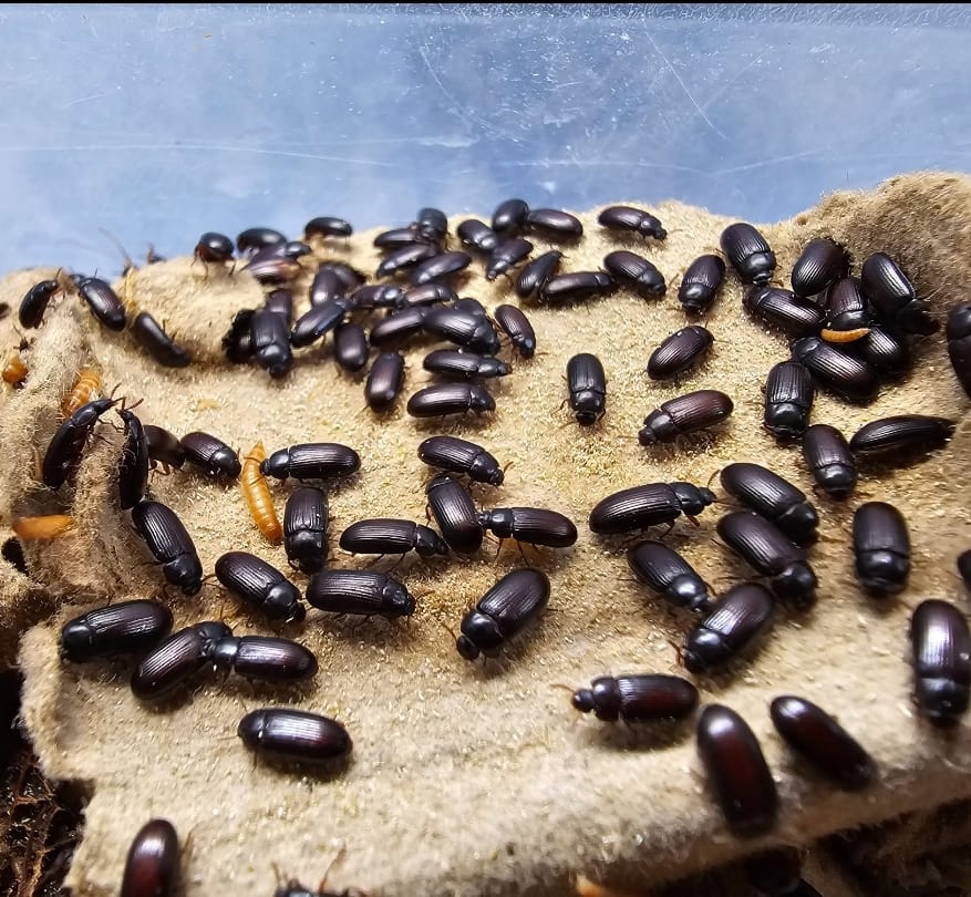 Cepa de gorgojo chino