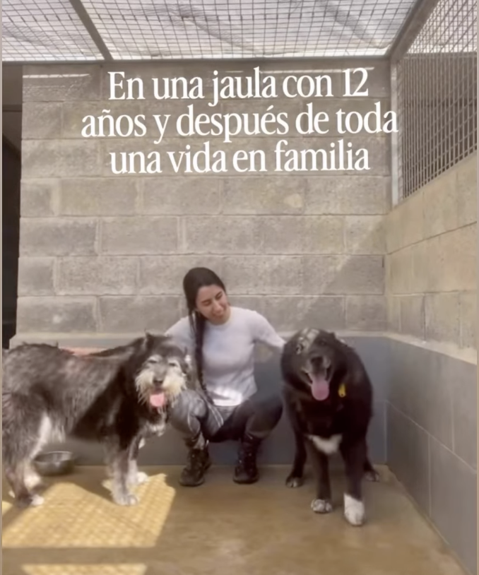 Os y Lluna Adopción