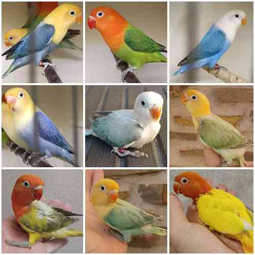 Agapornis Fischeri O