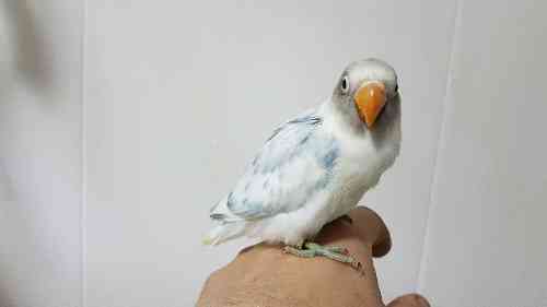 Aviario Goñi