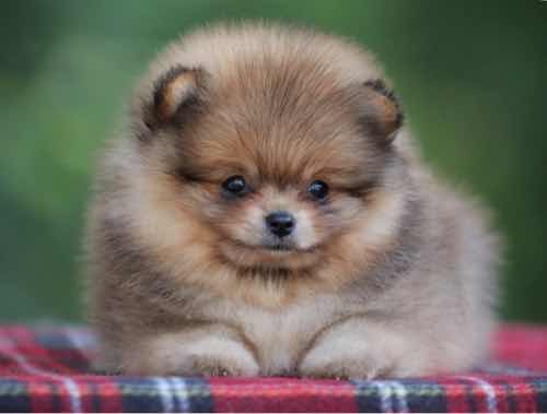 Oropoms pom
